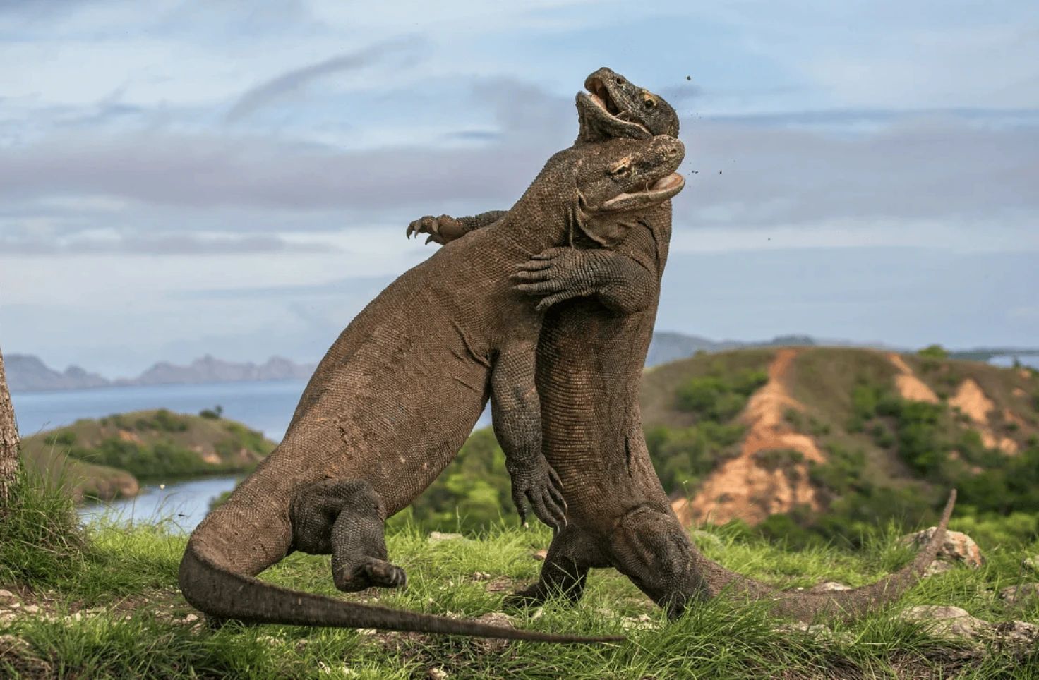 Komodo Island